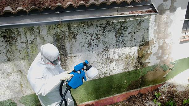Trusted Mold Remediation service in Springfield, IL - Cheap Mold Removal